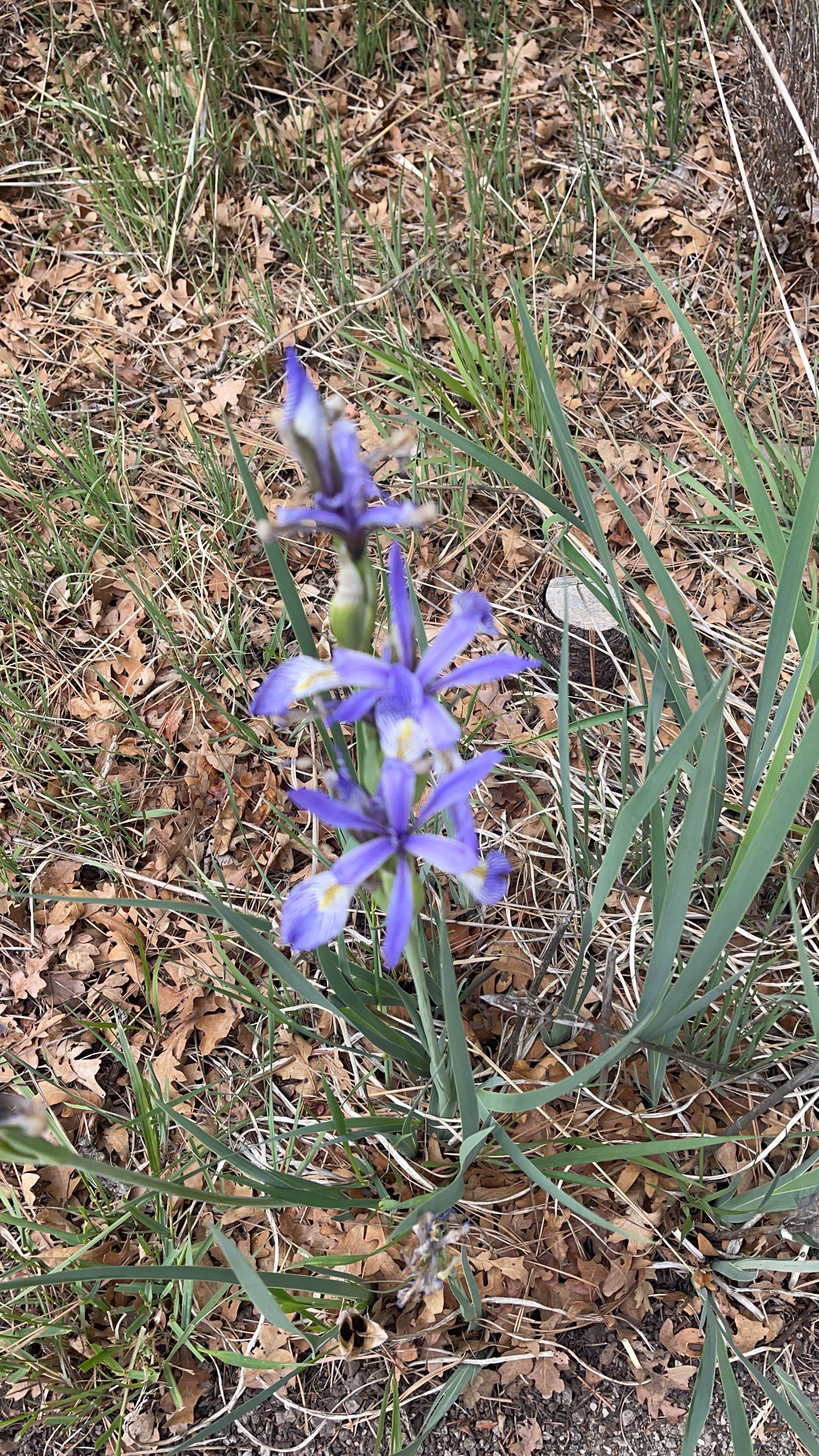 Camping near Three Rivers Petroglyph Site: Oak Grove Campground, Ruidoso, New Mexico
