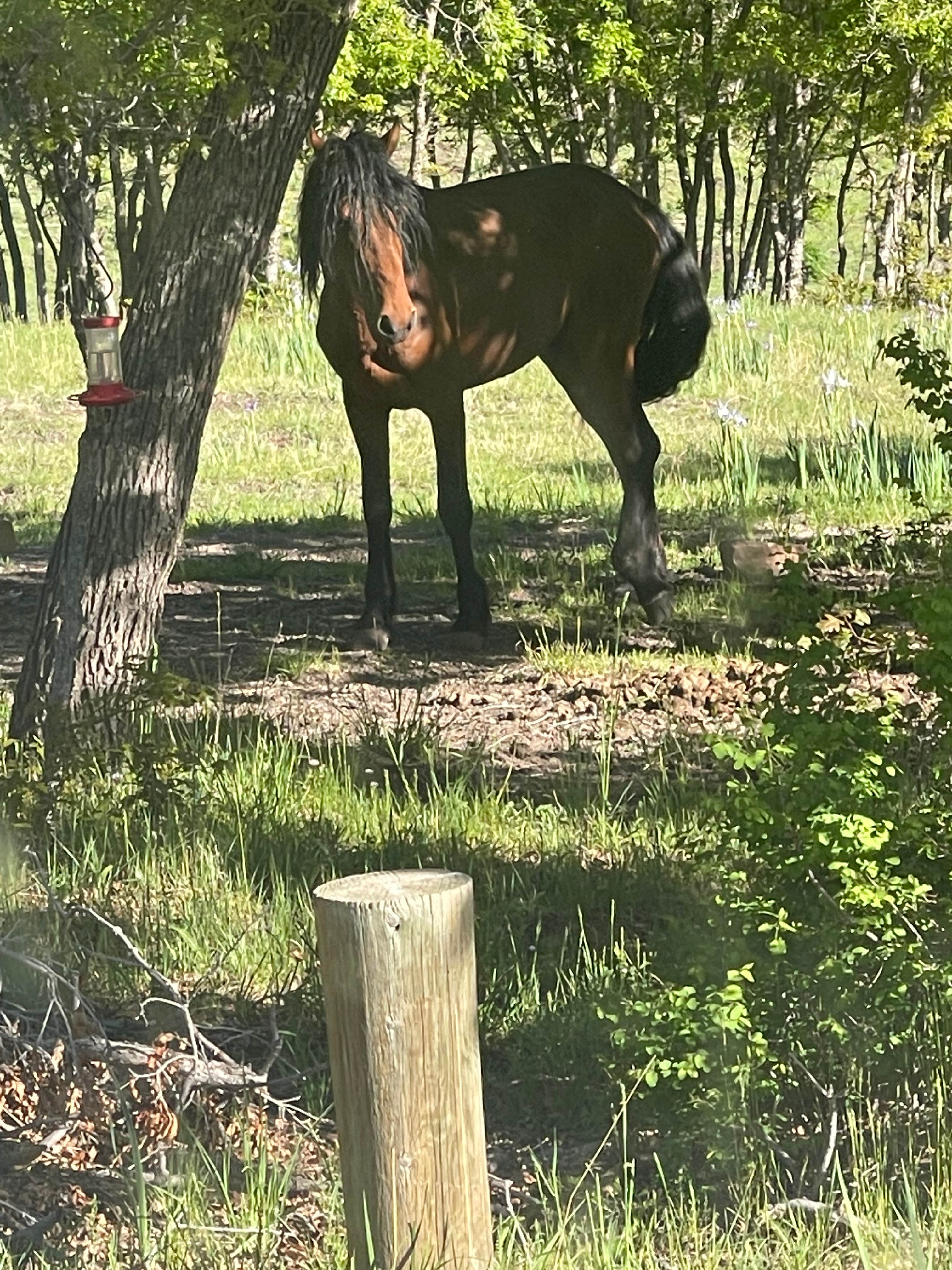 Camper-submitted photo at Oak Grove Campground near Ruidoso, NM