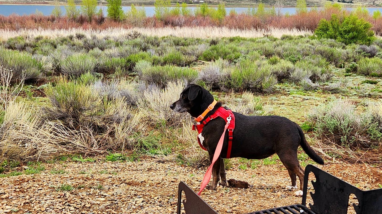 Fred S.'s photo of camping with pets at Eagle Nest Lake State Park Campground near Angel Fire, NM