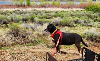 Fred S.'s photo of camping with pets at Eagle Nest Lake State Park Campground near Wagon Mound, NM