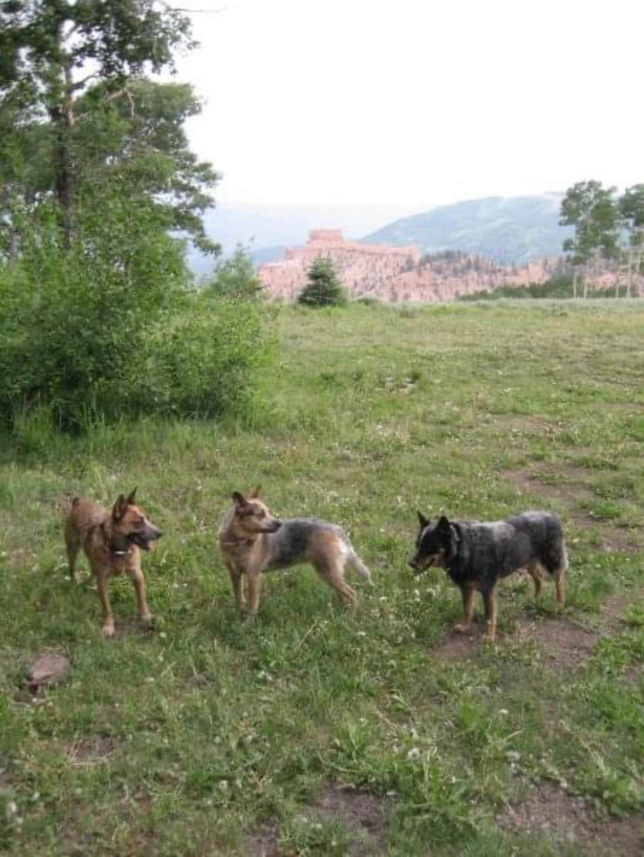 Stefanie I.'s photo of camping with pets at Bear Flat near Cedar City, UT
