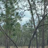 Review photo of Mike Roess Gold Head Branch State Park Campground & Cabins by Stuart K., June 2, 2023