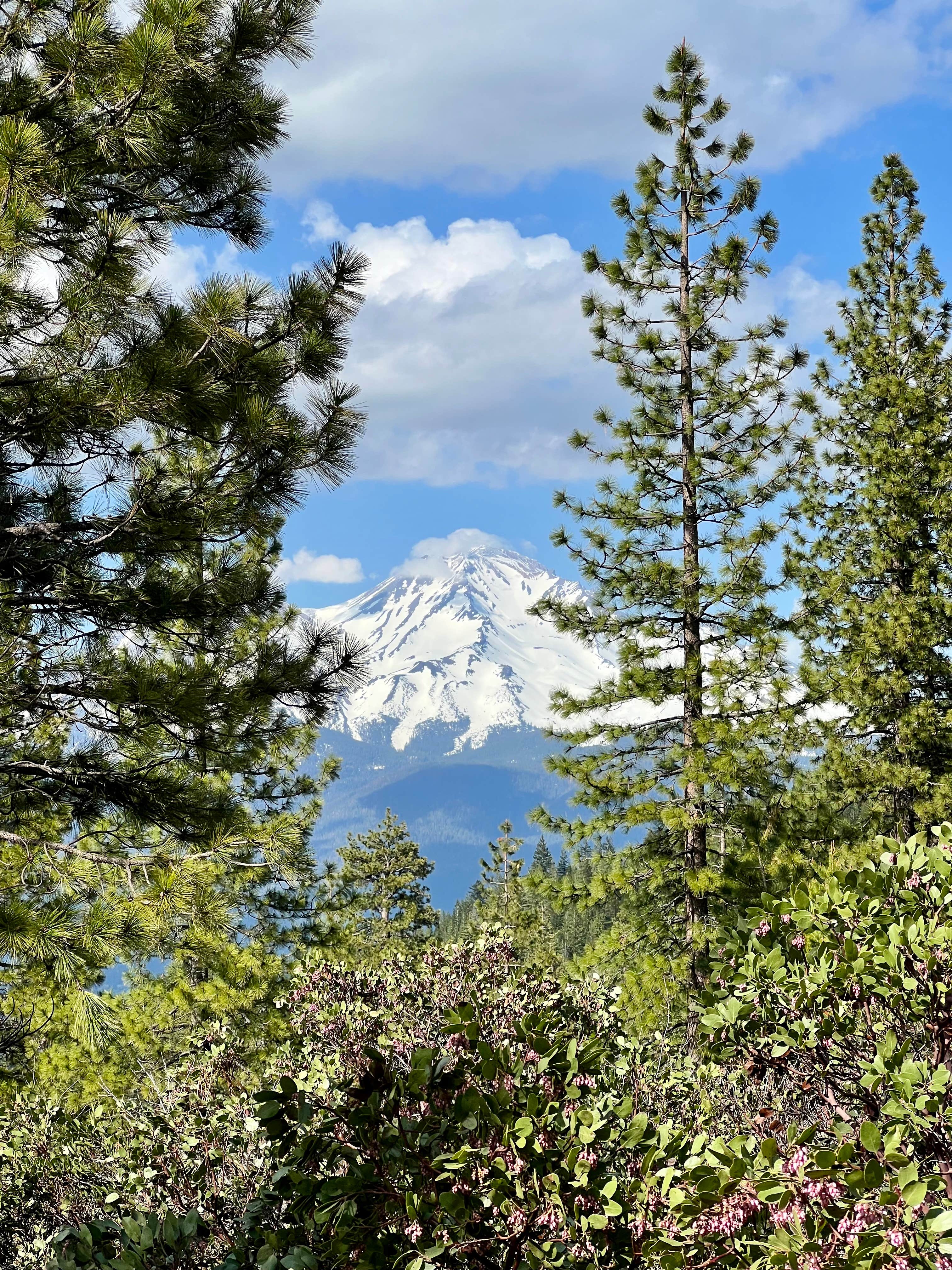 Karin P.'s photo of a dispersed camping area at Castle Lake Dispersed Camping near Greenview, CA