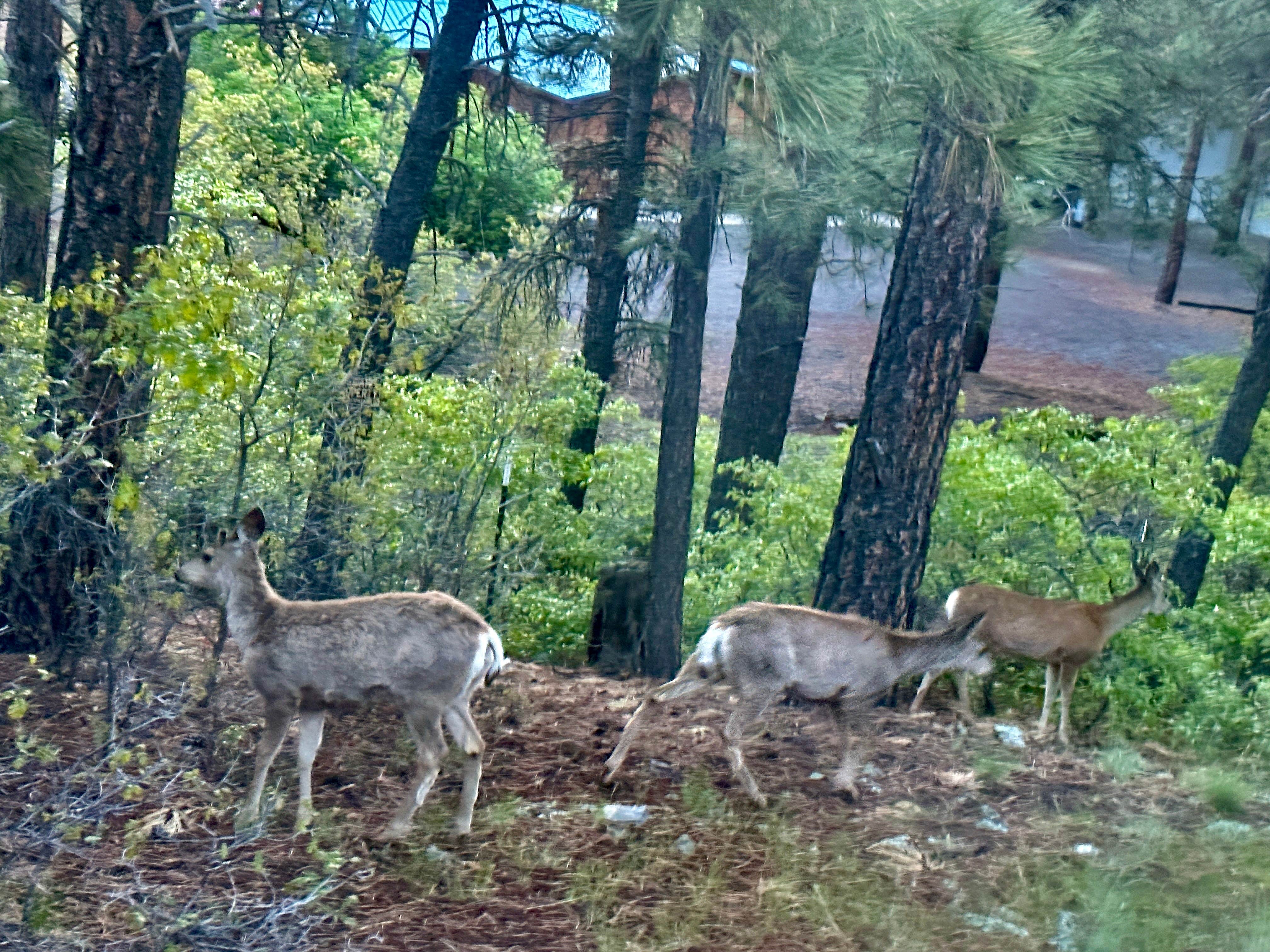 Camper submitted image from Pagosa Pines RV Park - 1