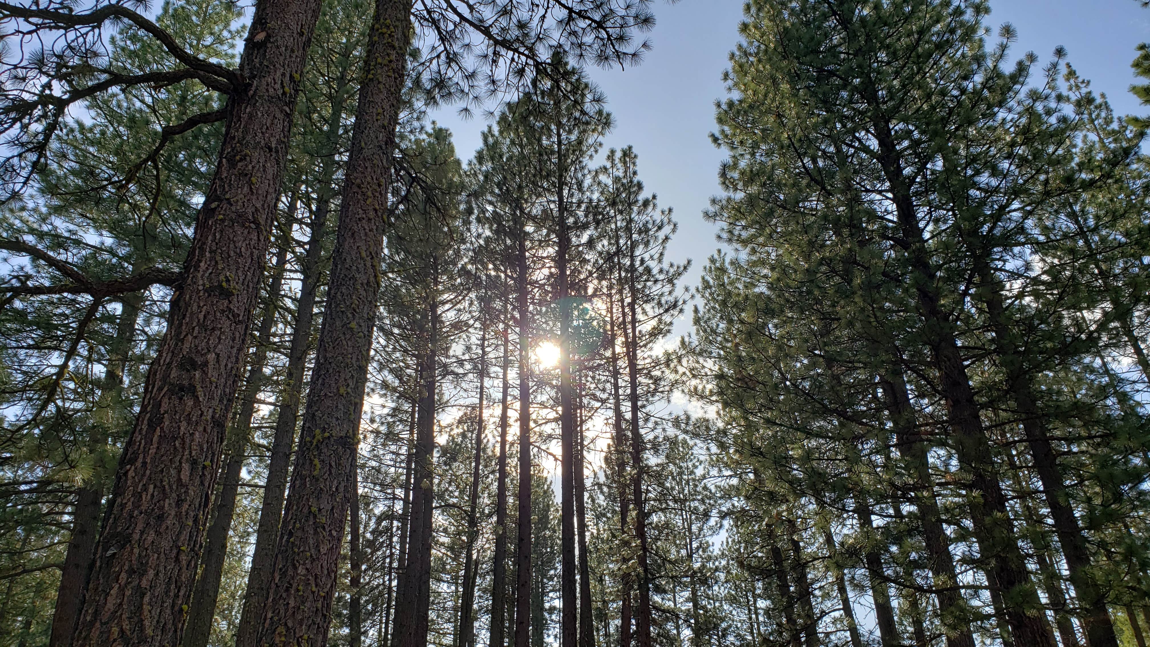 Camper-submitted photo at Movin' West RV Park near Calpine, CA