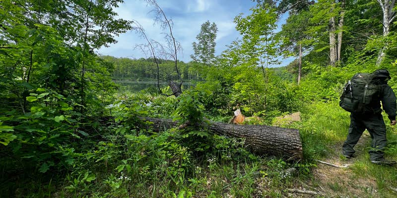 Camper submitted image from Huron National Forest Reid Lake Semi-Primitive Nonmotorized Area