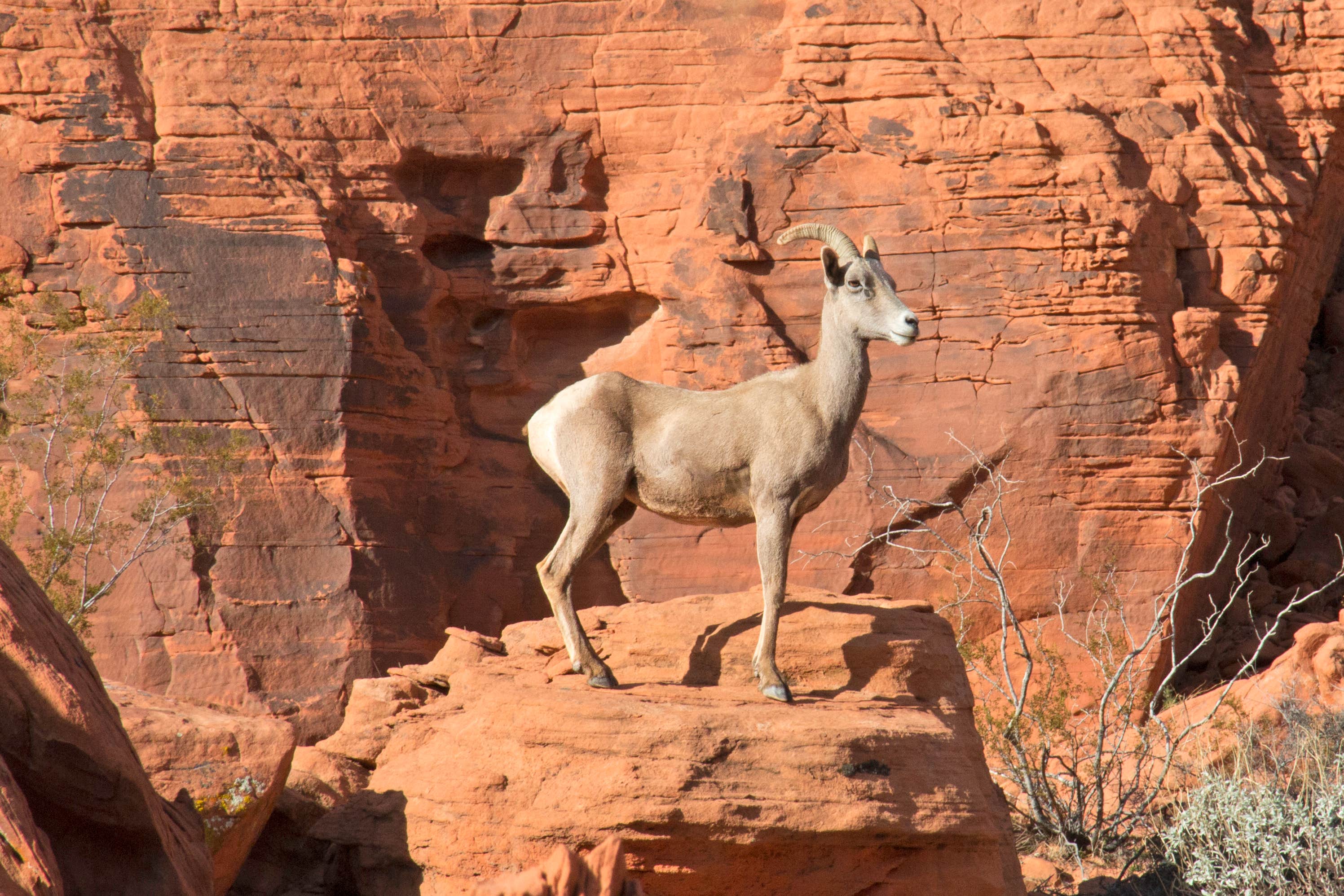 Camper submitted image from Arch Rock Campground — Valley of Fire State Park - 5