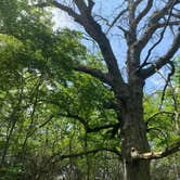 Review photo of Elkhorn Creek Rec Area by Tammie C., June 3, 2023