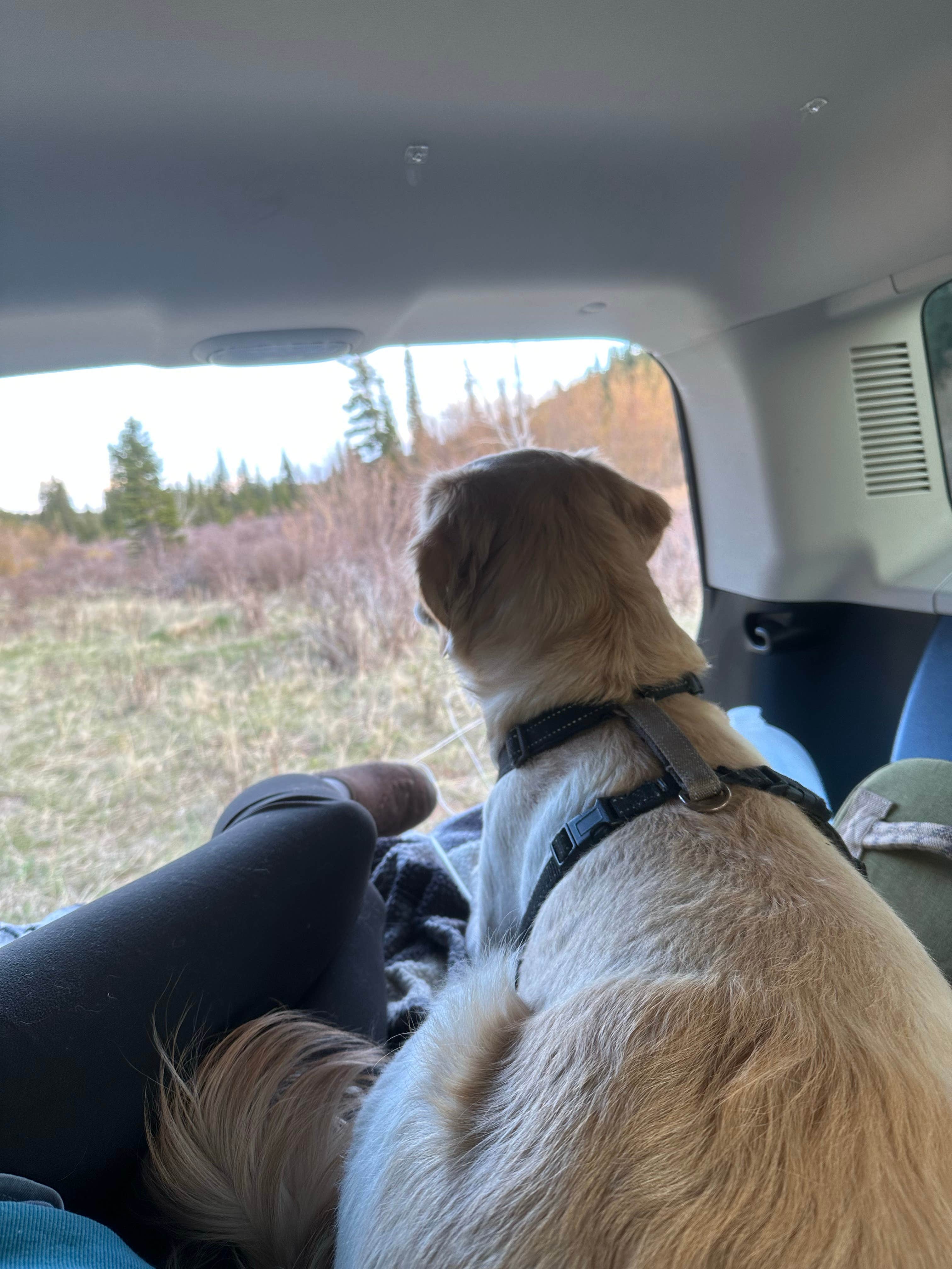 Erica H.'s photo of camping with pets at Horseshoe Campground near Climax, CO