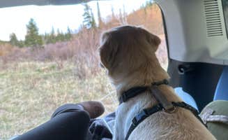 Erica H.'s photo of camping with pets at Horseshoe Campground near Climax, CO