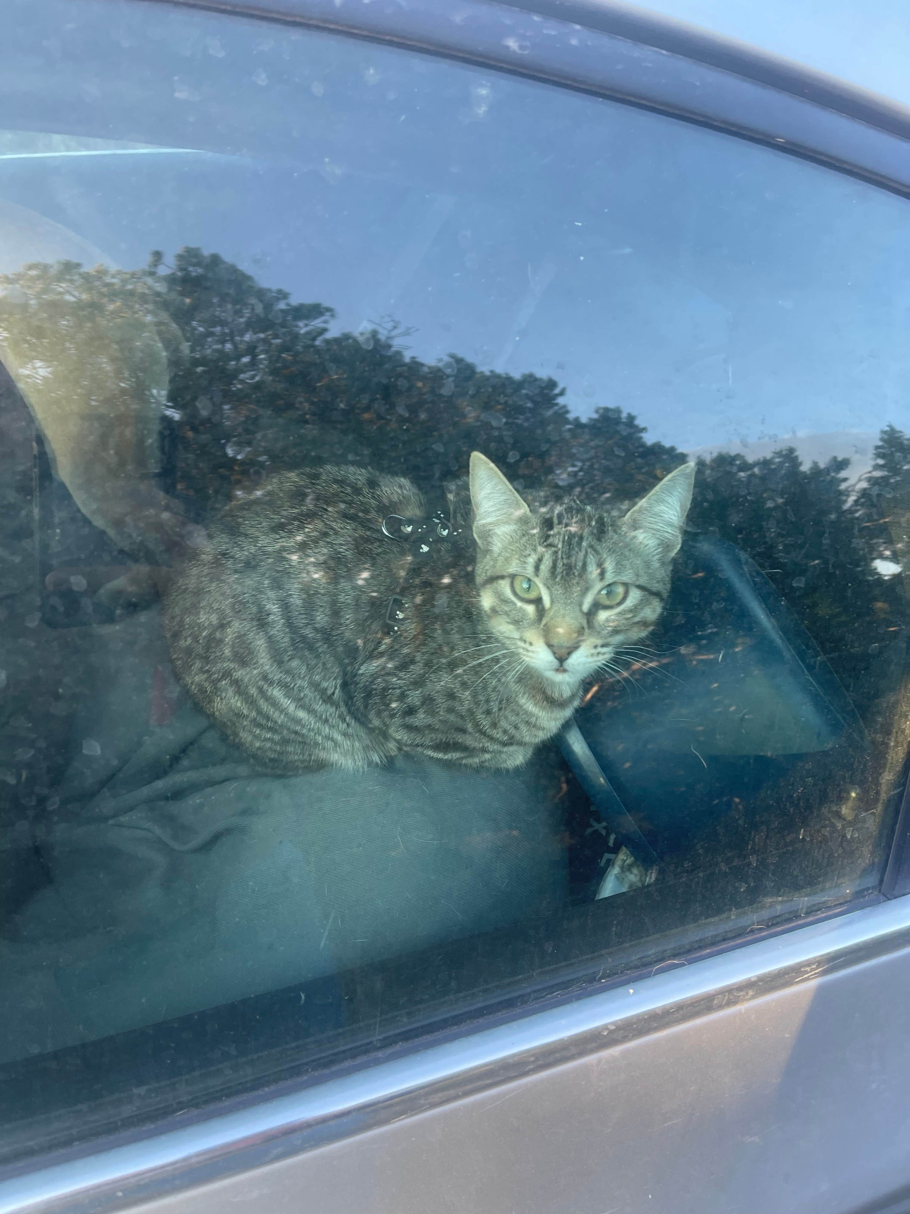Camper-submitted photo at Guebara Tank Camp near Capitan, NM