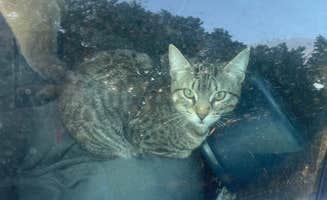 Brandon C.'s photo of camping with pets at Guebara Tank Camp near Corona, NM