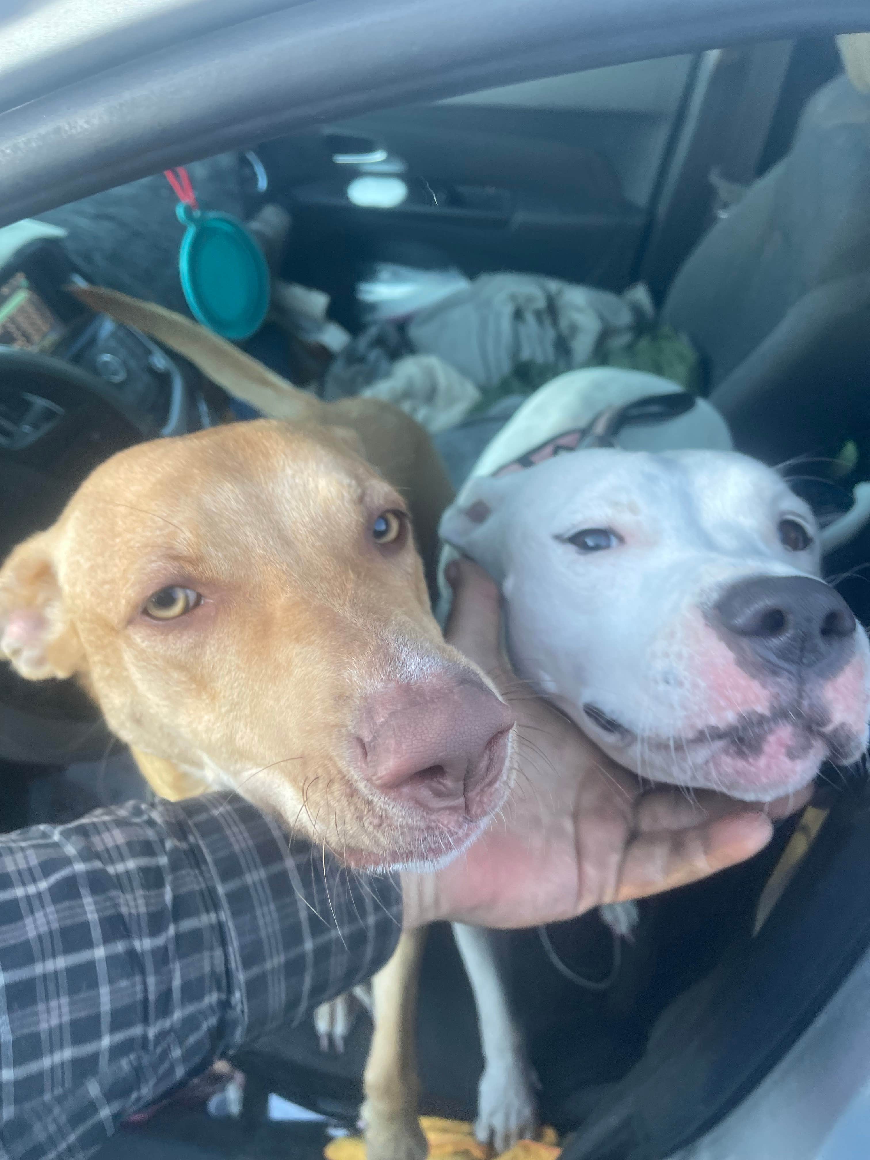 Camper-submitted photo at Guebara Tank Camp near Capitan, NM