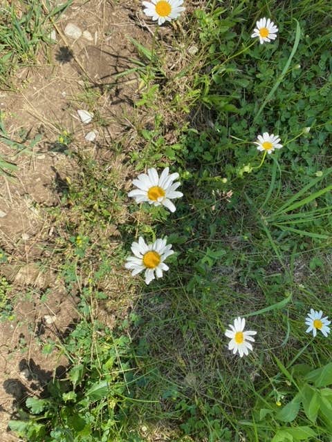 Camper-submitted photo at Mormon Trail County Park near Corning, IA