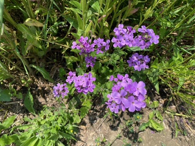 Camper-submitted photo at Mormon Trail County Park near Corning, IA