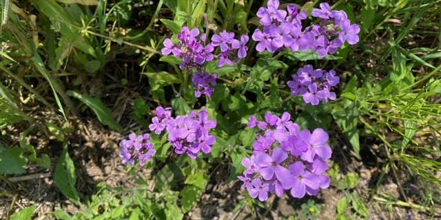 Camper submitted image from Mormon Trail County Park