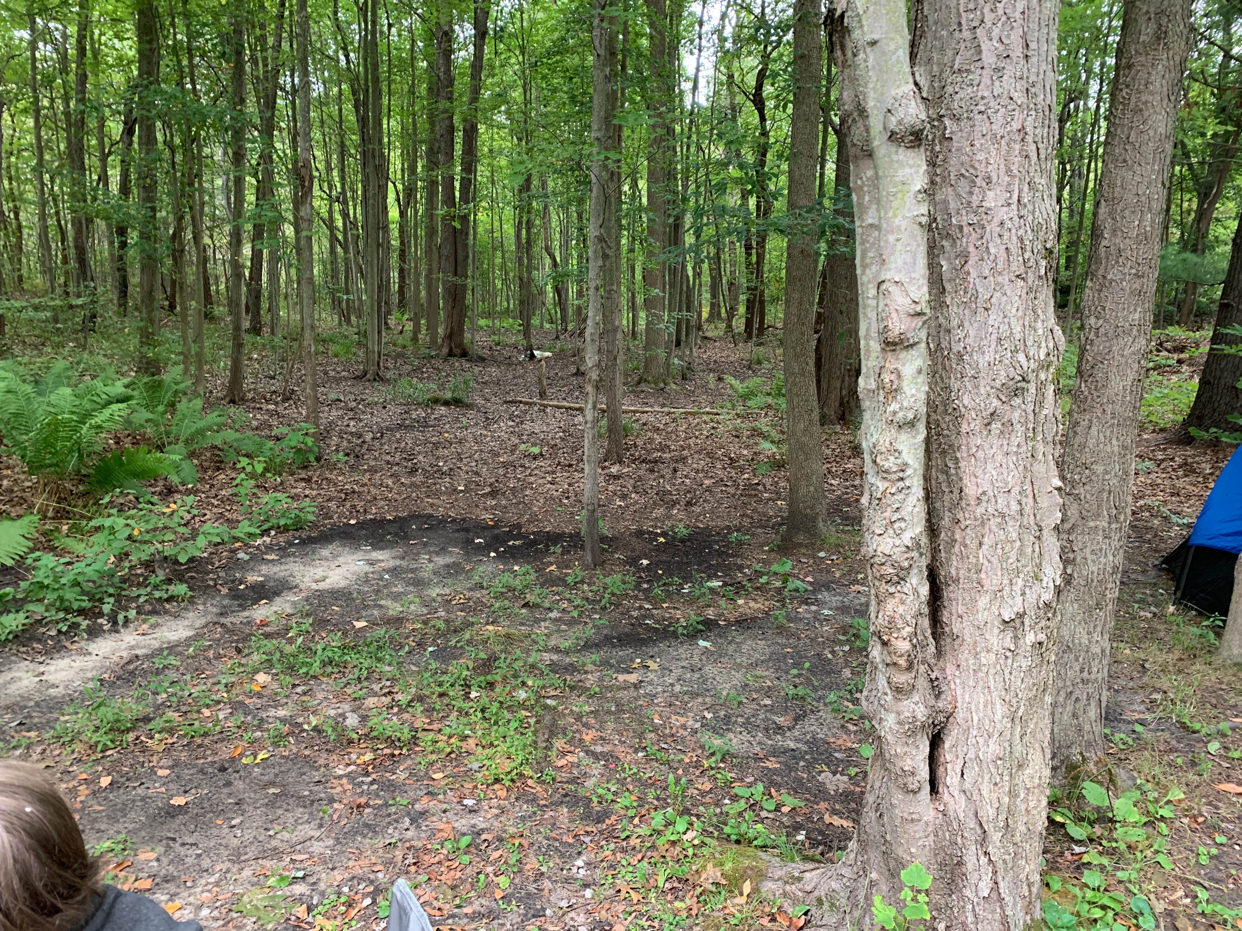 Camper submitted image from Dune Lake Campground - 4
