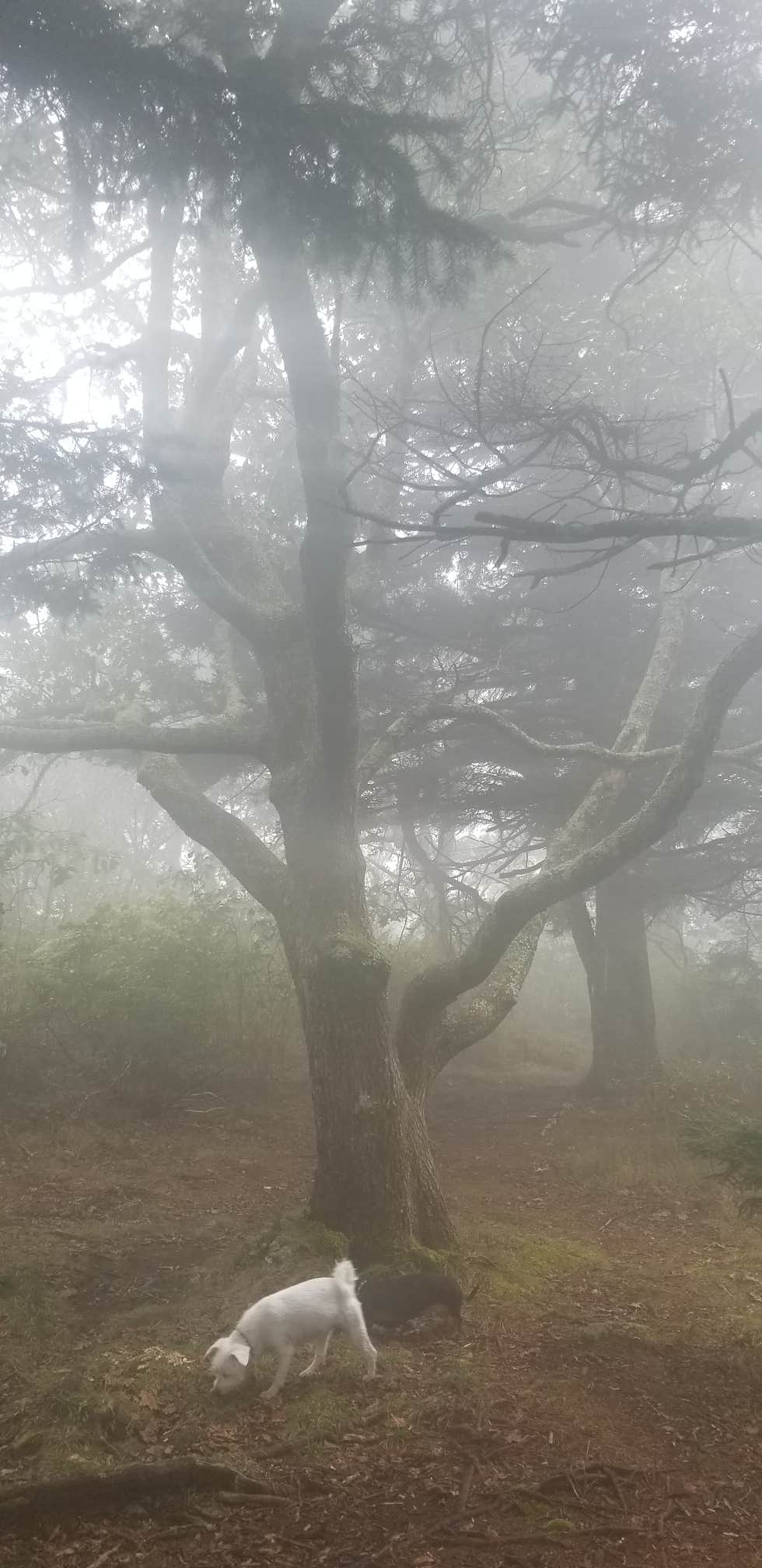 Katrin M.'s photo of camping with pets at Mount Pisgah Campground near Brevard, NC