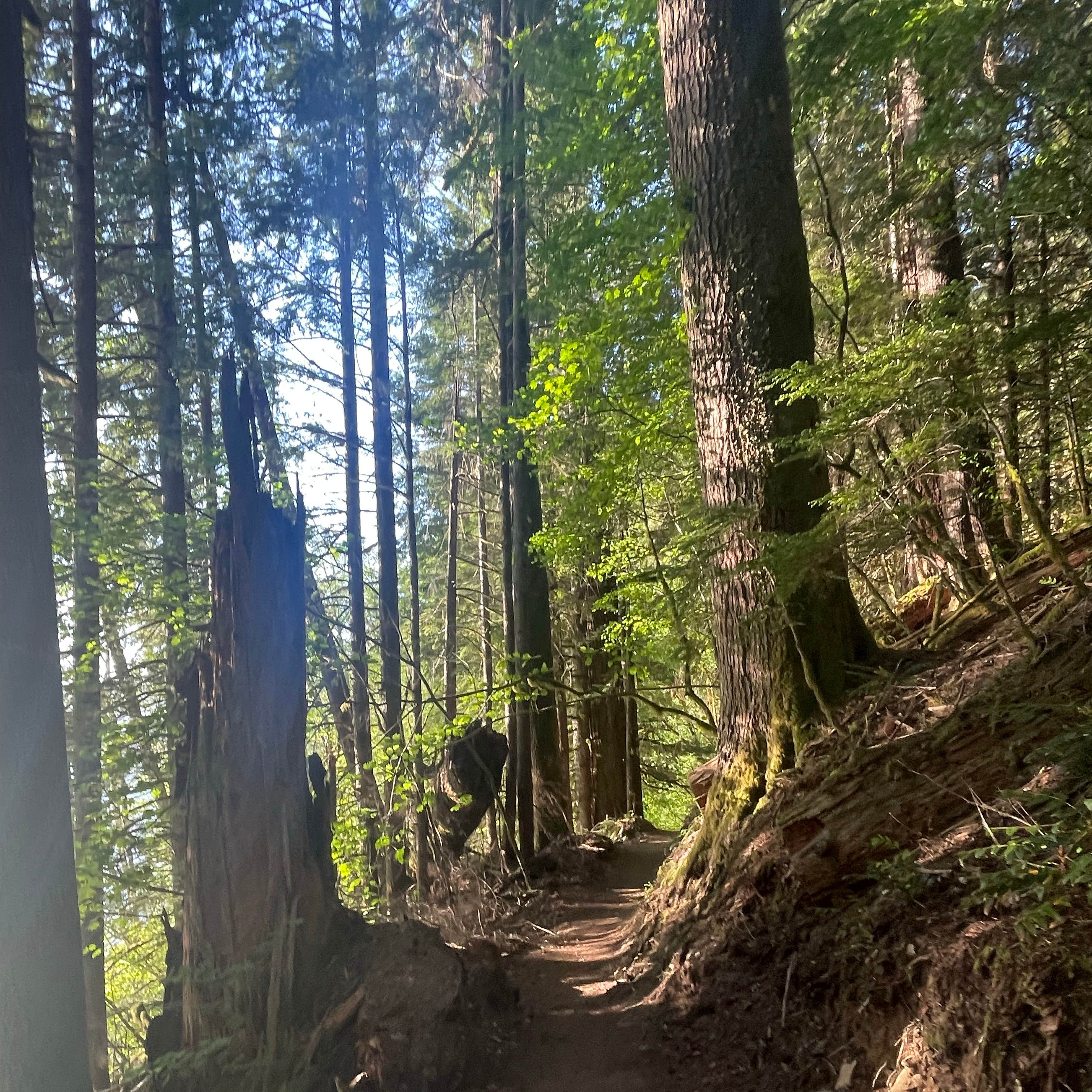 Merrill Lake Campground | Cougar, WA