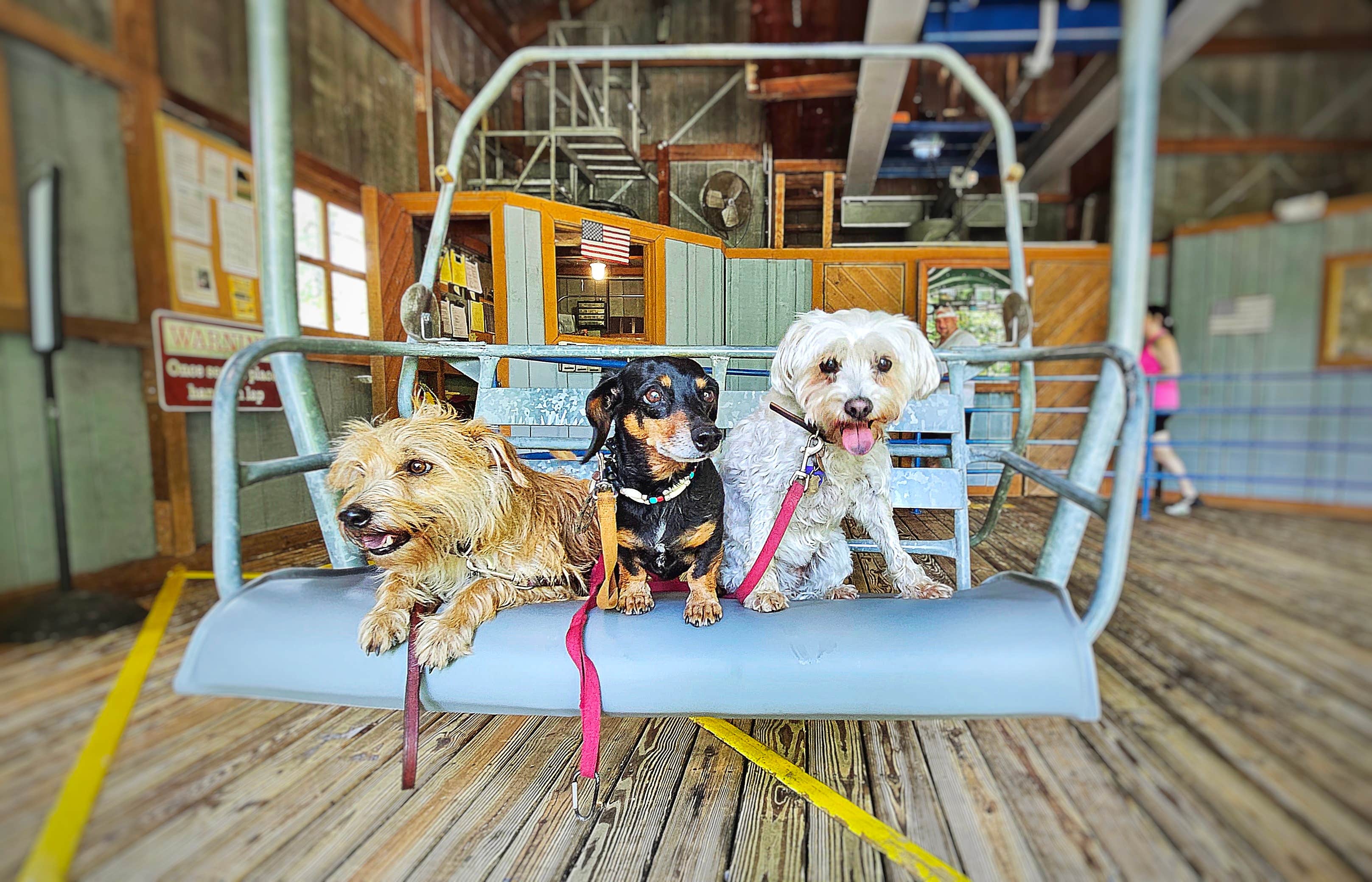 Katrin M.'s photo of camping with pets at Lover's Leap Campground — Natural Tunnel State Park near Lynch, KY