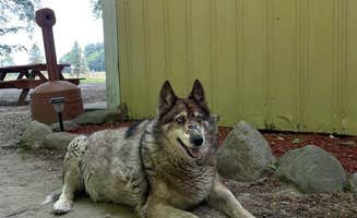 Kyla T.'s photo of camping with pets at Twin Pines Campground & Canoe Livery near Fremont, IN