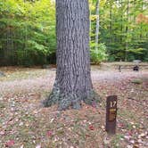 Review photo of White Mountain National Forest Wildwood Campground by Jean C., October 15, 2018