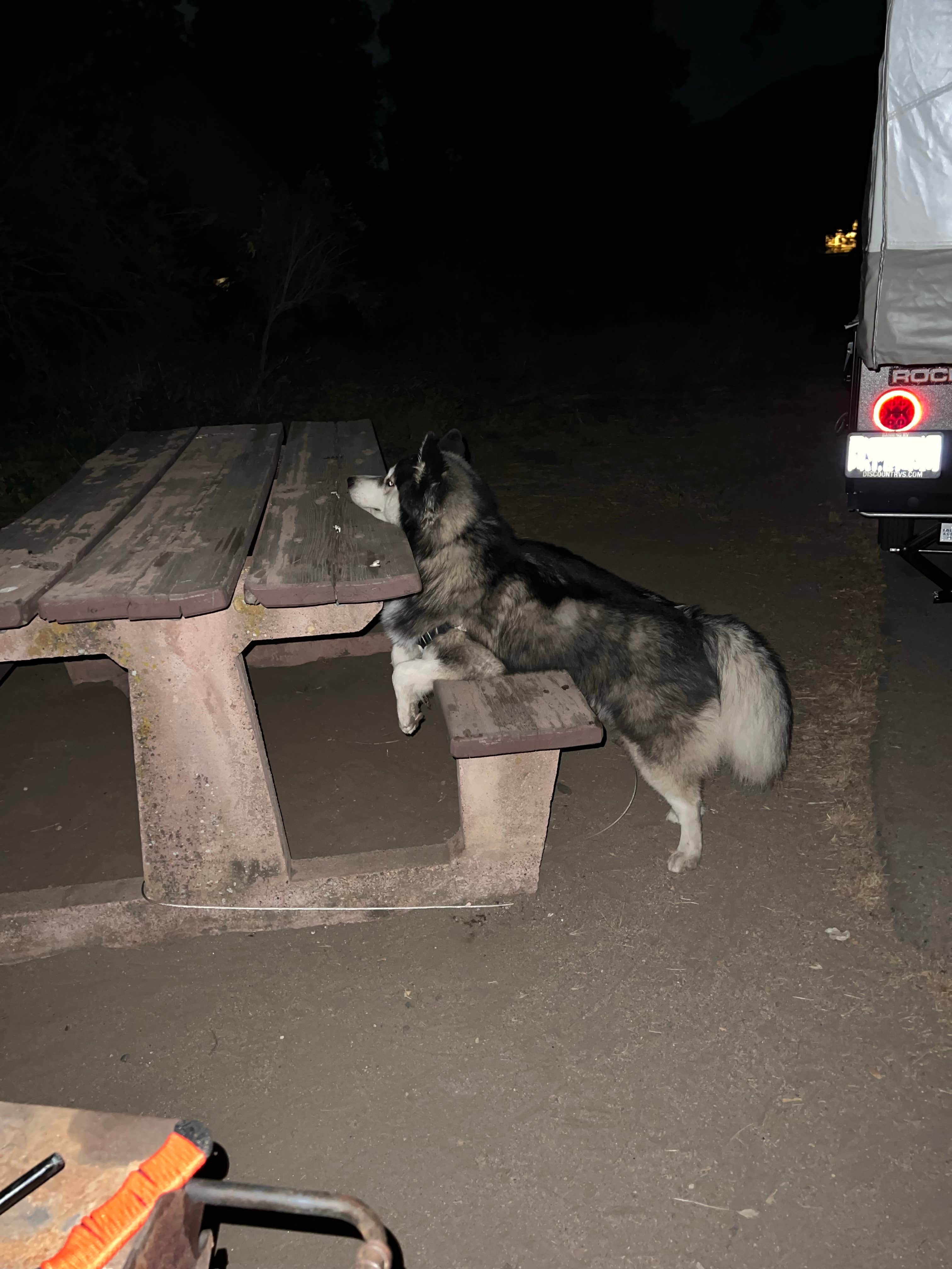 Robert M.'s photo of camping with pets at Oak Grove Campground near Cleveland National Forest