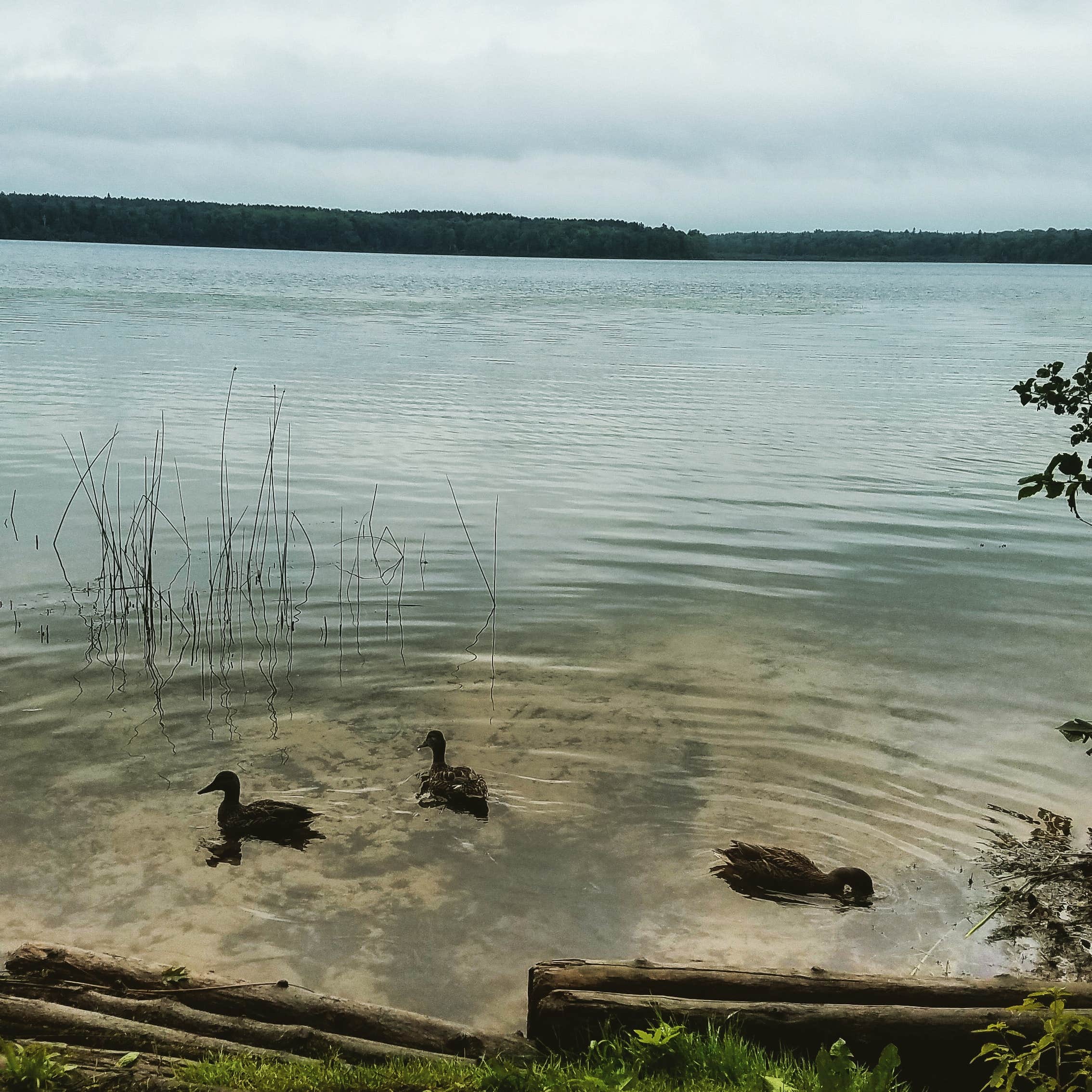 Camper-submitted photo at Brevoort Lake Campground near St. Ignace, MI