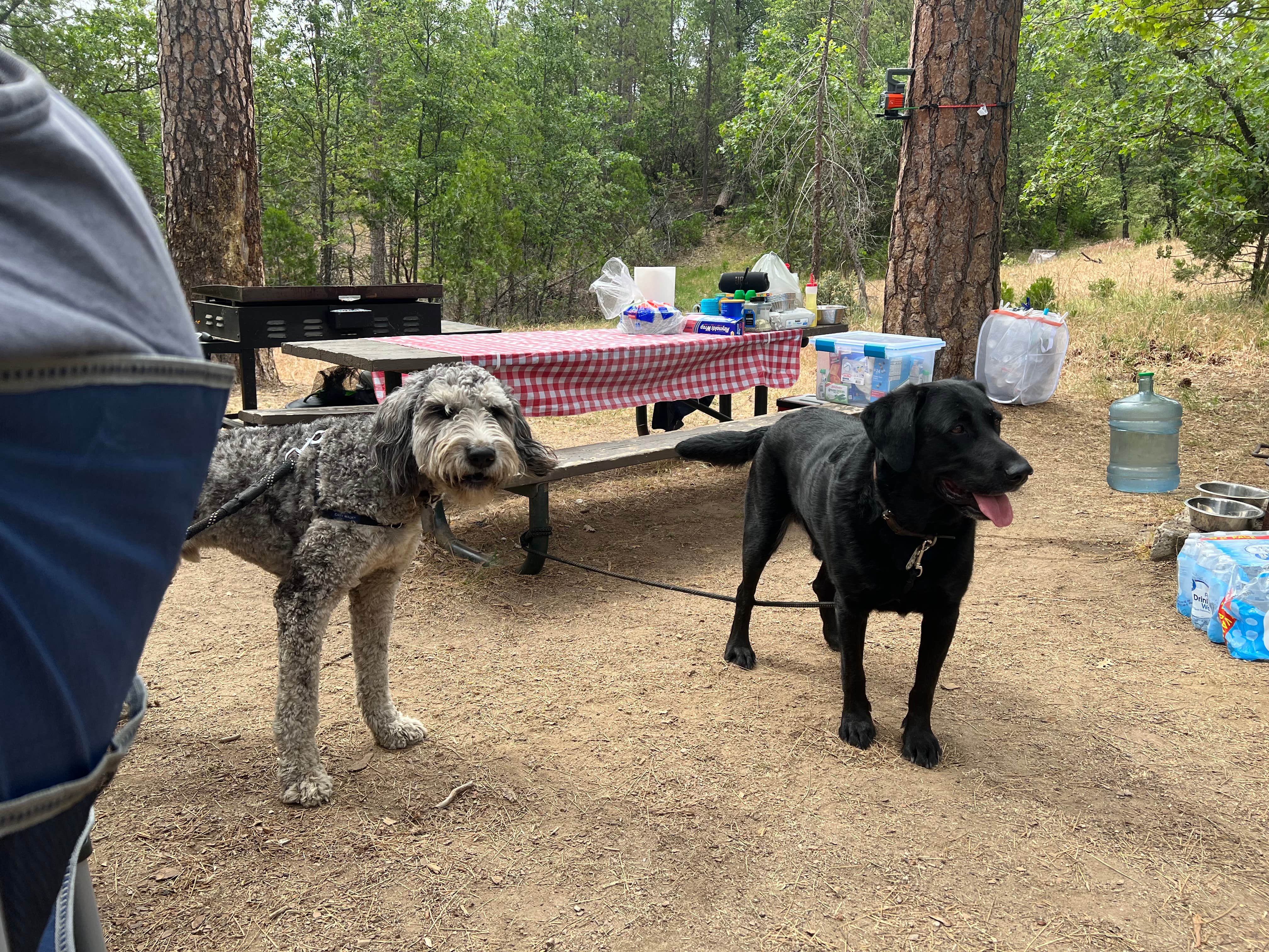 Haley M.'s photo of camping with pets at Wishon Bass Lake near Friant, CA