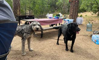 Haley M.'s photo of camping with pets at Wishon Bass Lake near Bass Lake, CA