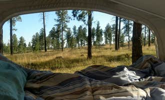 Camping near Southern Hills - Custer: Big Pine Campground, Custer, South Dakota
