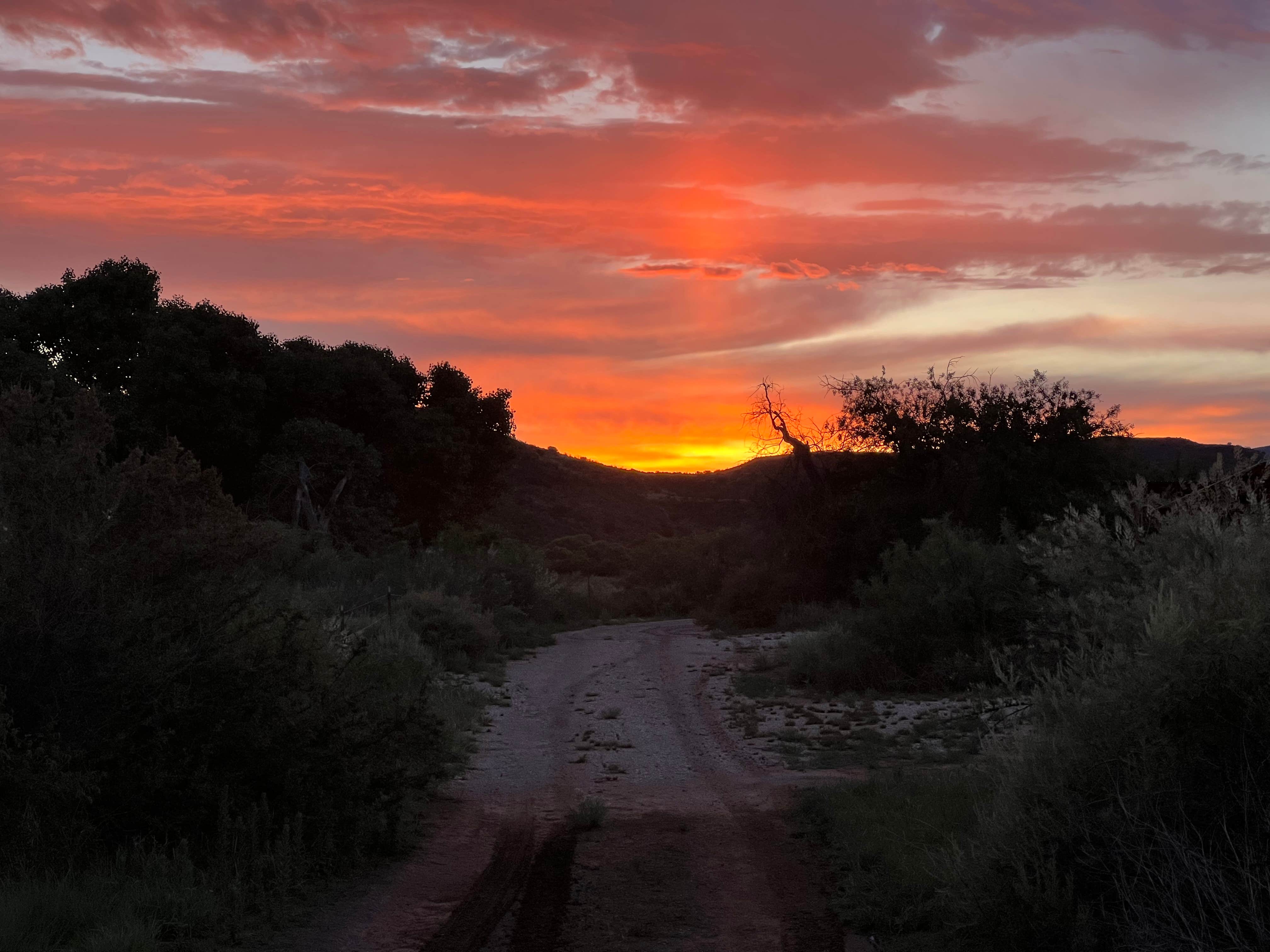 Richard T.'s photo of a dispersed camping area at Elephant mountain WMA near Alpine, TX