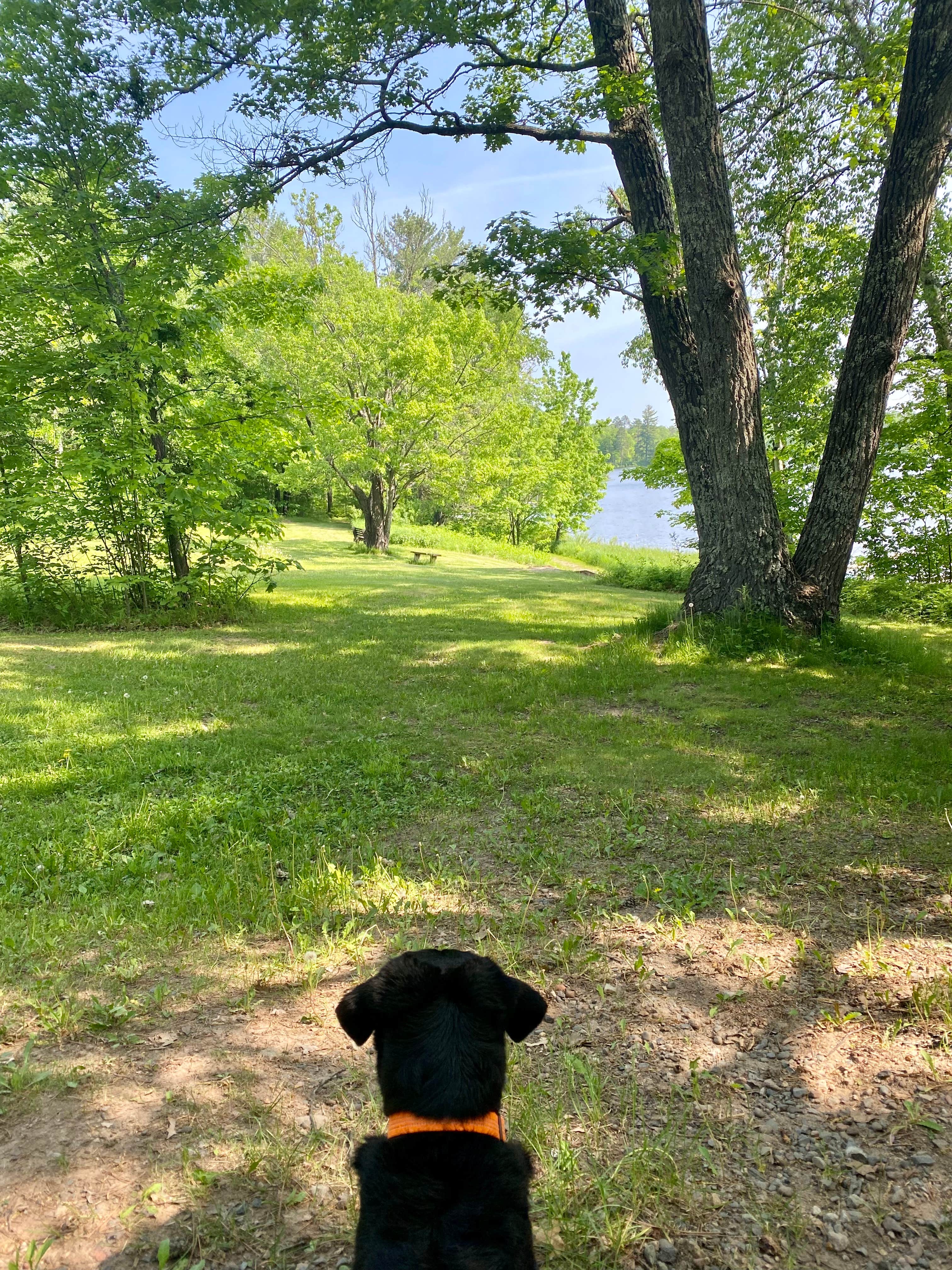 lauren's photo of camping with pets at Savanna Portage State Park Campground near Hibbing, MN
