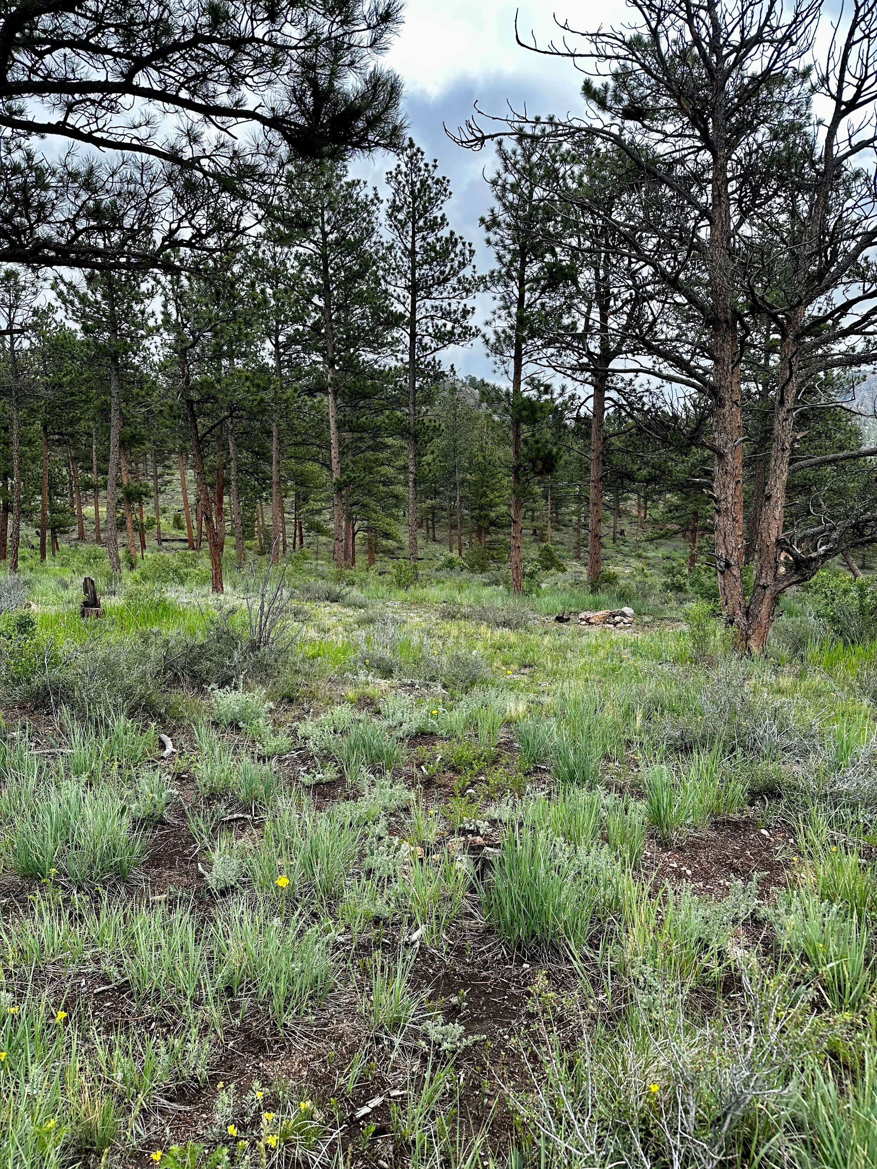 Camper-submitted photo at Elkhorn Creek Dispersed Camping near Livermore, CO