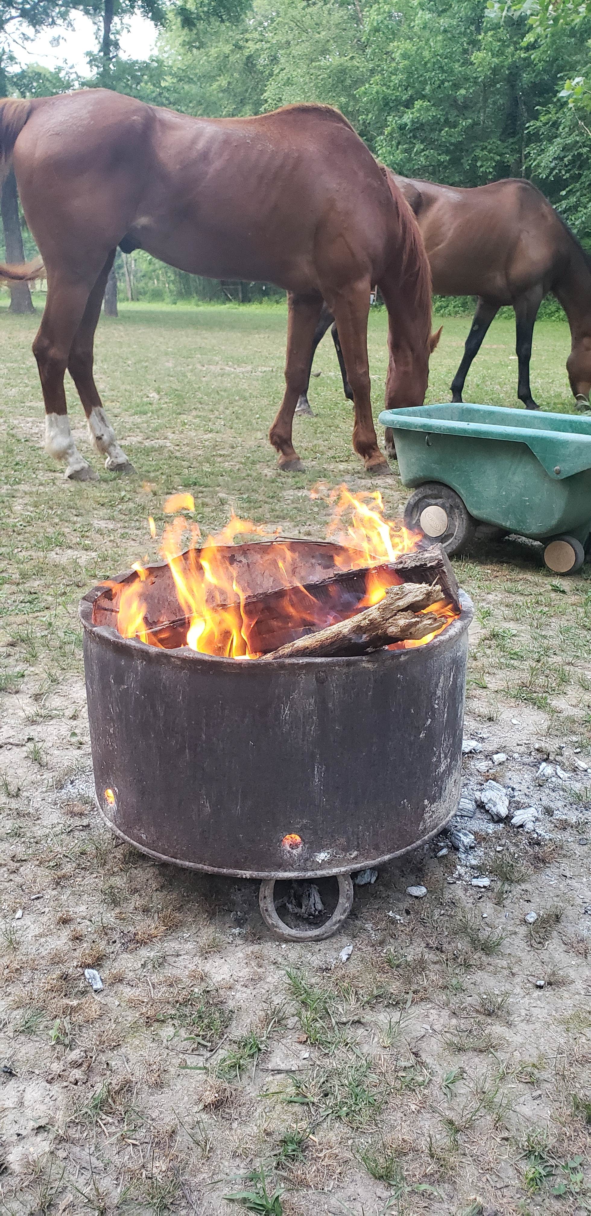 Camper submitted image from Hummingbird Hollow Outdoors Farm Sanctuary - 5