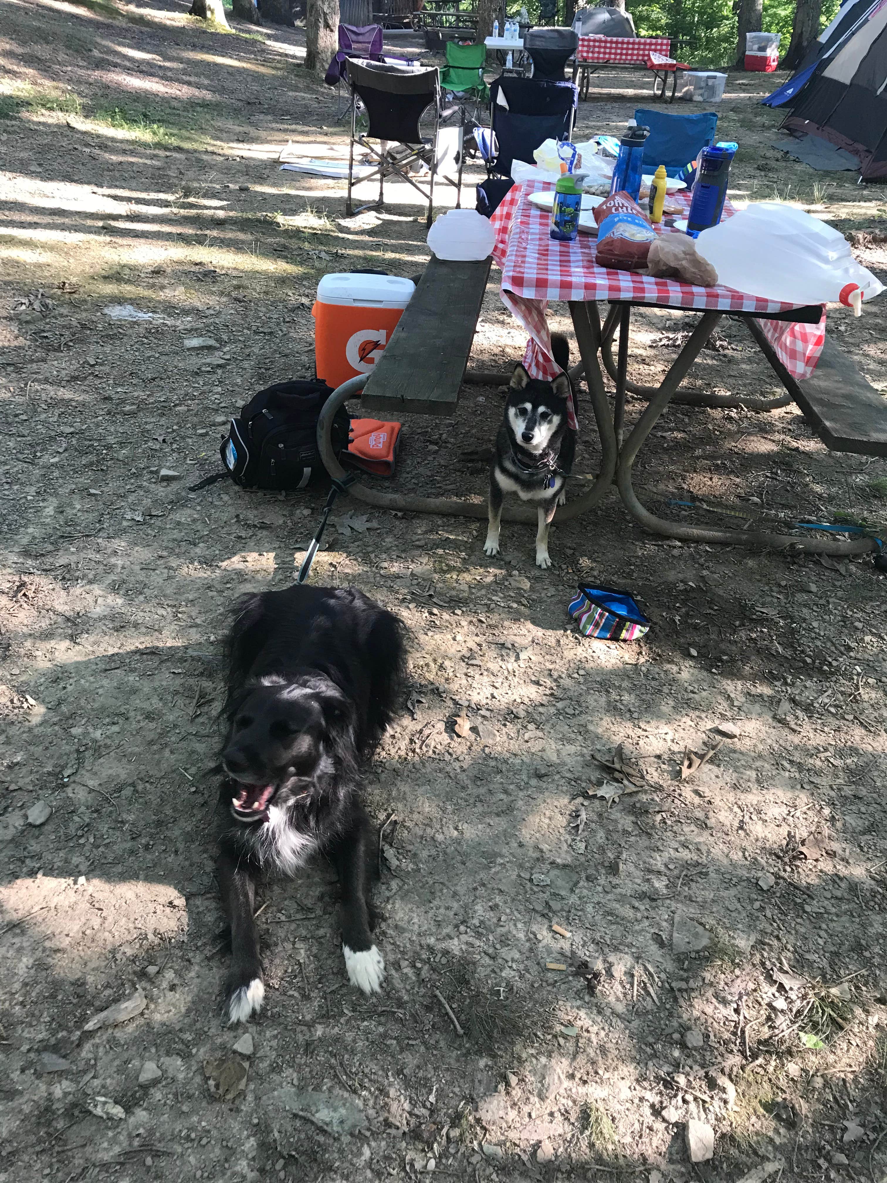 Andy B.'s photo of camping with pets at Burr Oak State Park Campground near Wayne National Forest