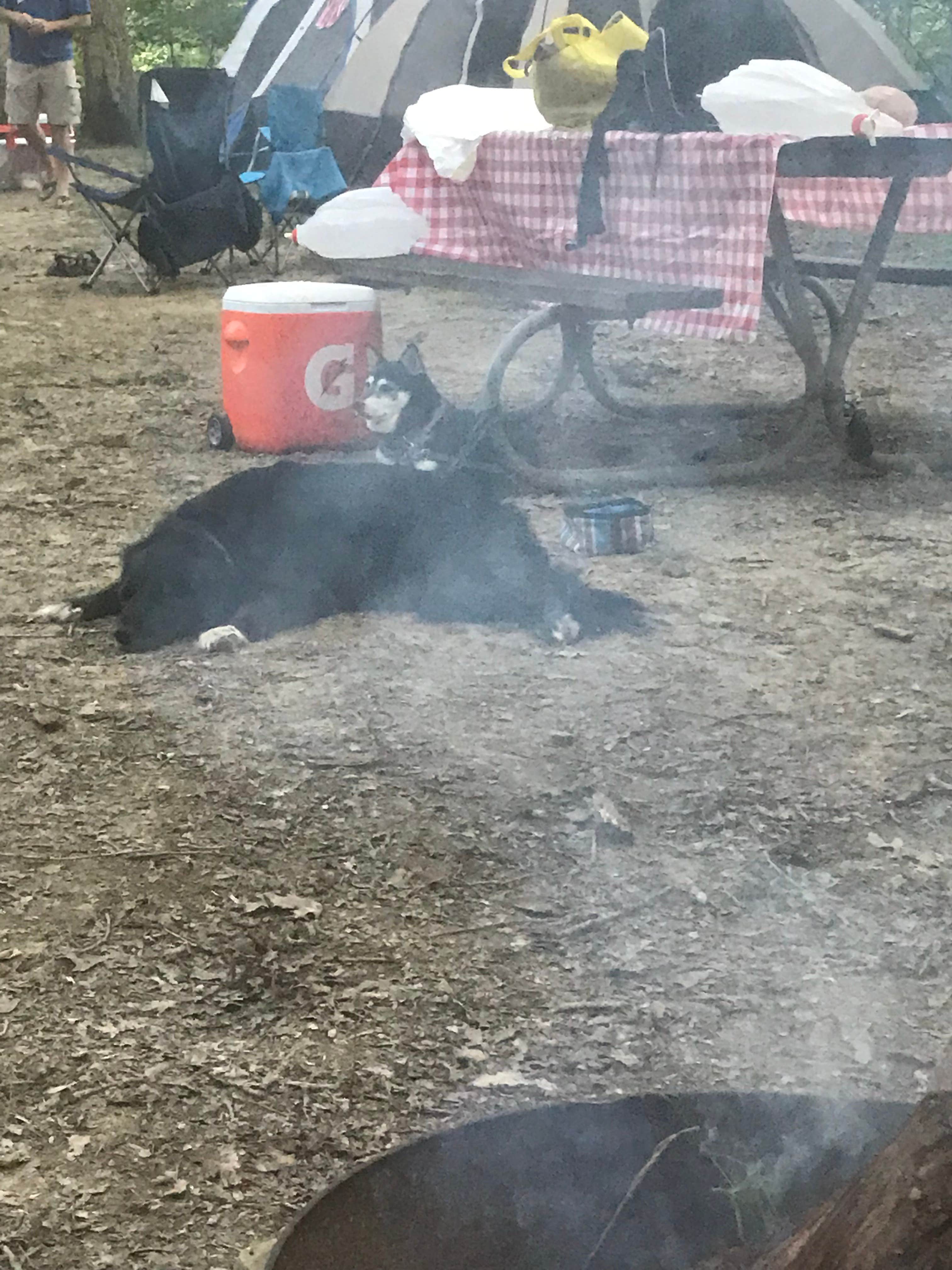 Andy B.'s photo of camping with pets at Burr Oak State Park Campground near Corning, OH