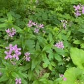 Review photo of Shellrock River Co Preserve by Tammie C., June 6, 2023