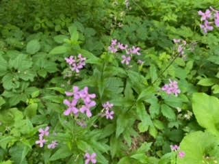 Camper submitted image from Shellrock River Co Preserve - 2