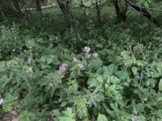 Camper-submitted photo at Shellrock River Co Preserve near Clear Lake, IA