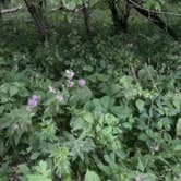 Review photo of Shellrock River Co Preserve by Tammie C., June 6, 2023