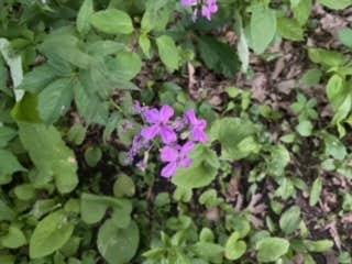 Camper-submitted photo at Shellrock River Co Preserve near Clear Lake, IA