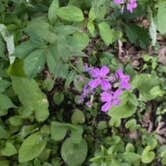 Review photo of Shellrock River Co Preserve by Tammie C., June 6, 2023