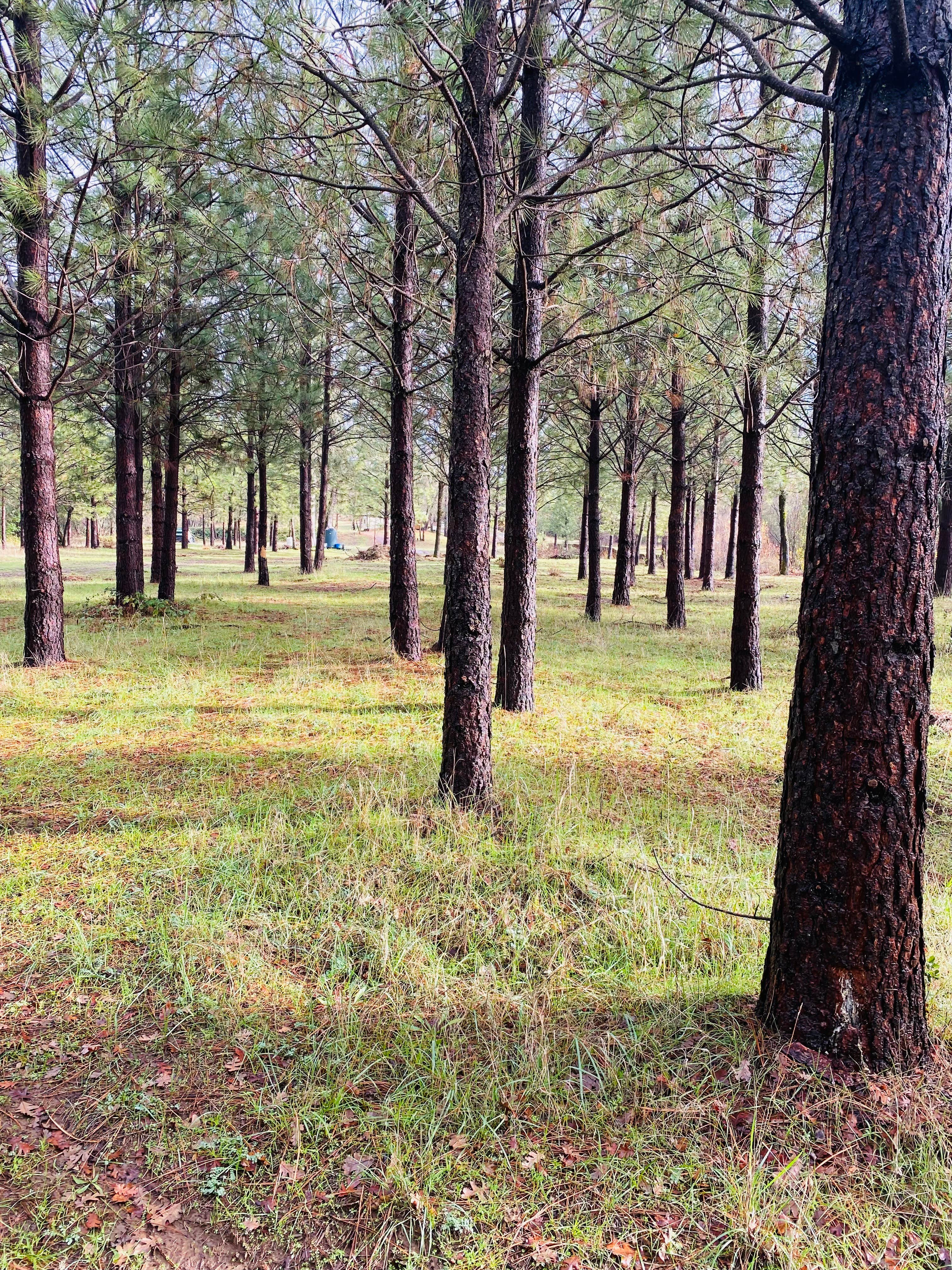 Camper-submitted photo at Oregon House Falls near Oroville, CA
