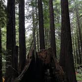 Review photo of Burlington Campground — Humboldt Redwoods State Park by Chris N., June 7, 2023