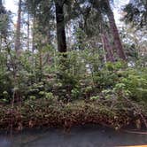 Review photo of Mora Campground — Olympic National Park by Chris N., June 7, 2023