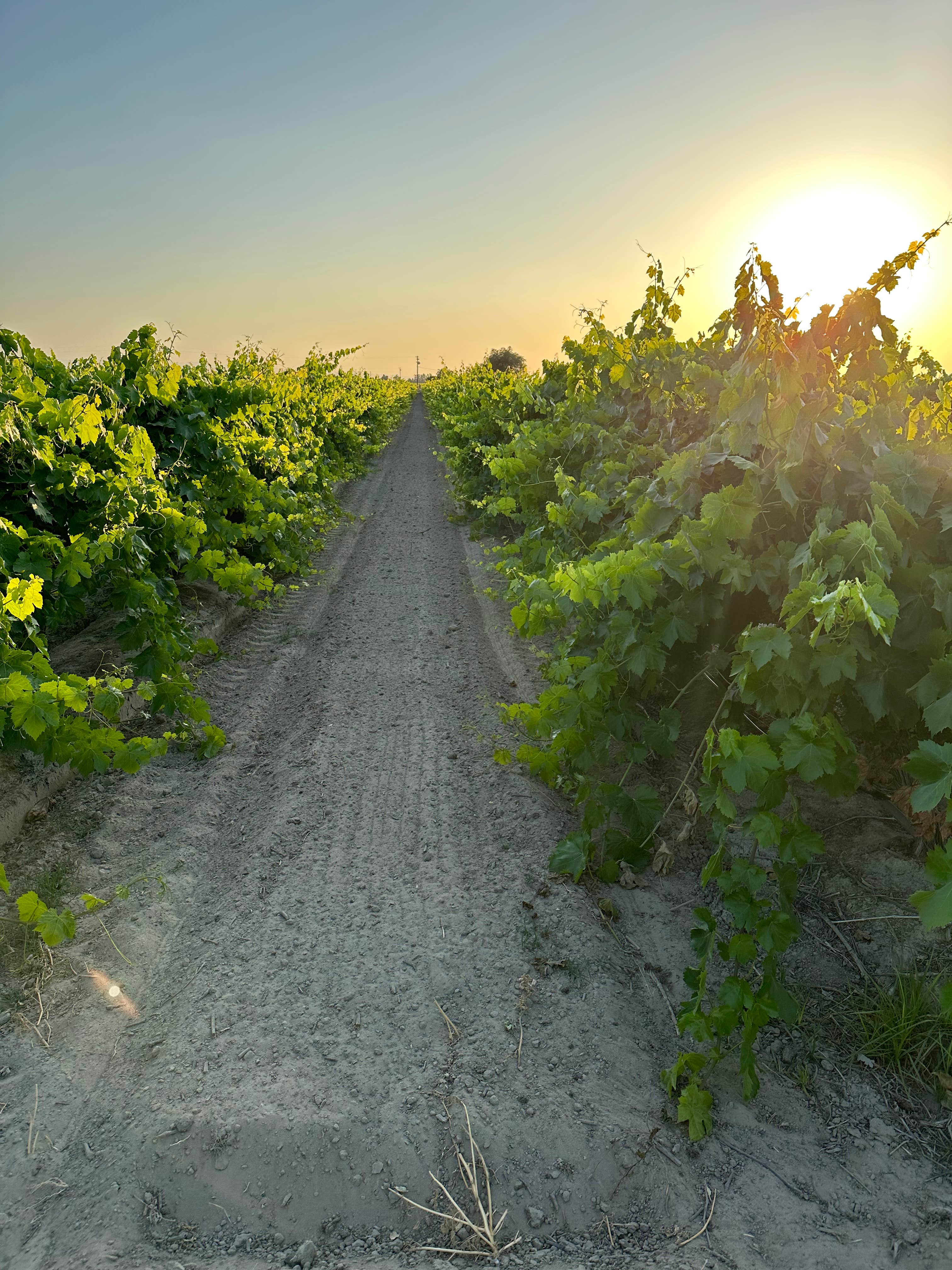 Camper-submitted photo at RandCher Vineyards near Fresno, CA