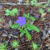 Review photo of Clear Springs Recreation Area by Tanya R., June 7, 2023