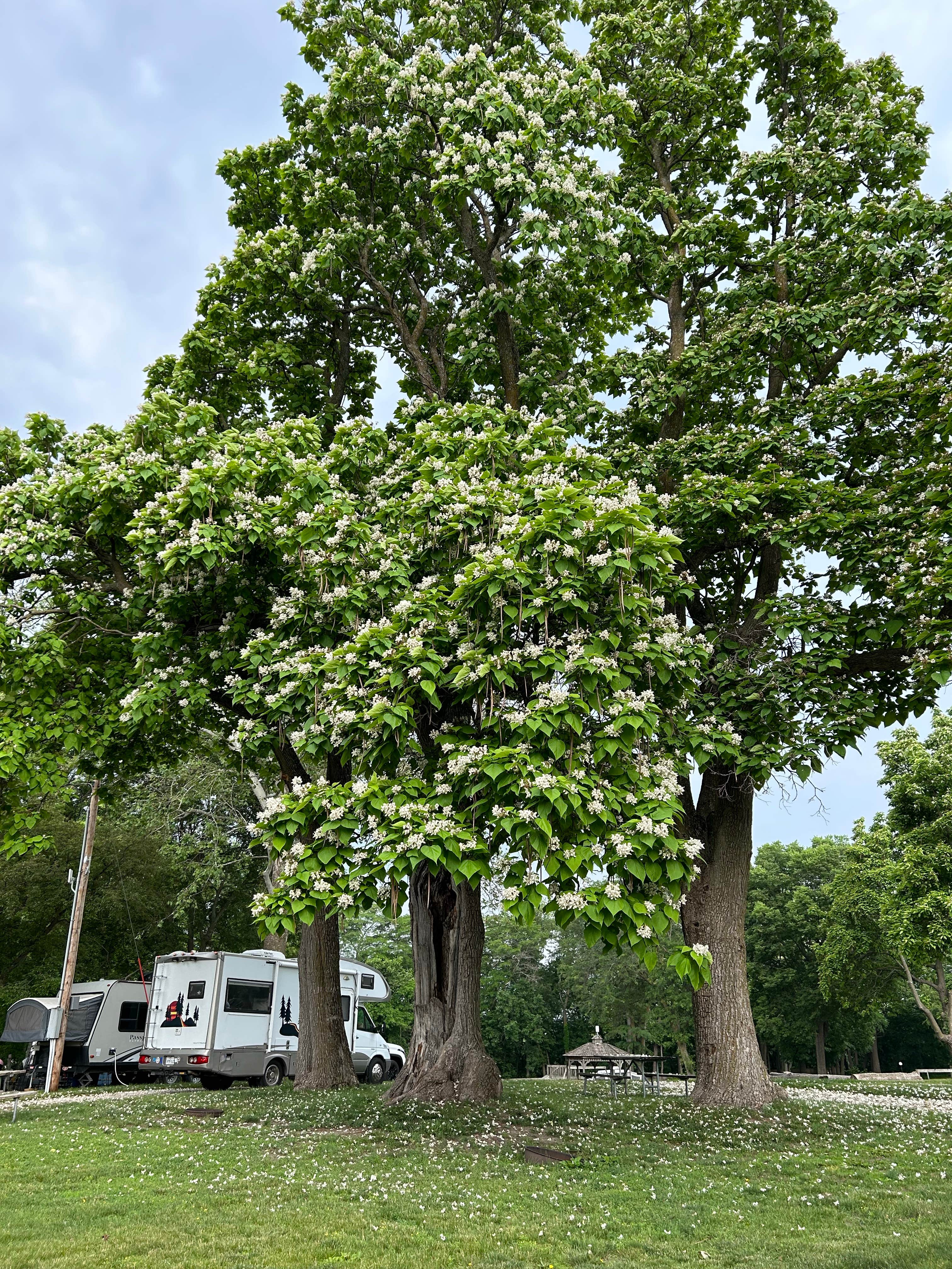 Camper-submitted photo at Timberline Campground near Woodburn, IA