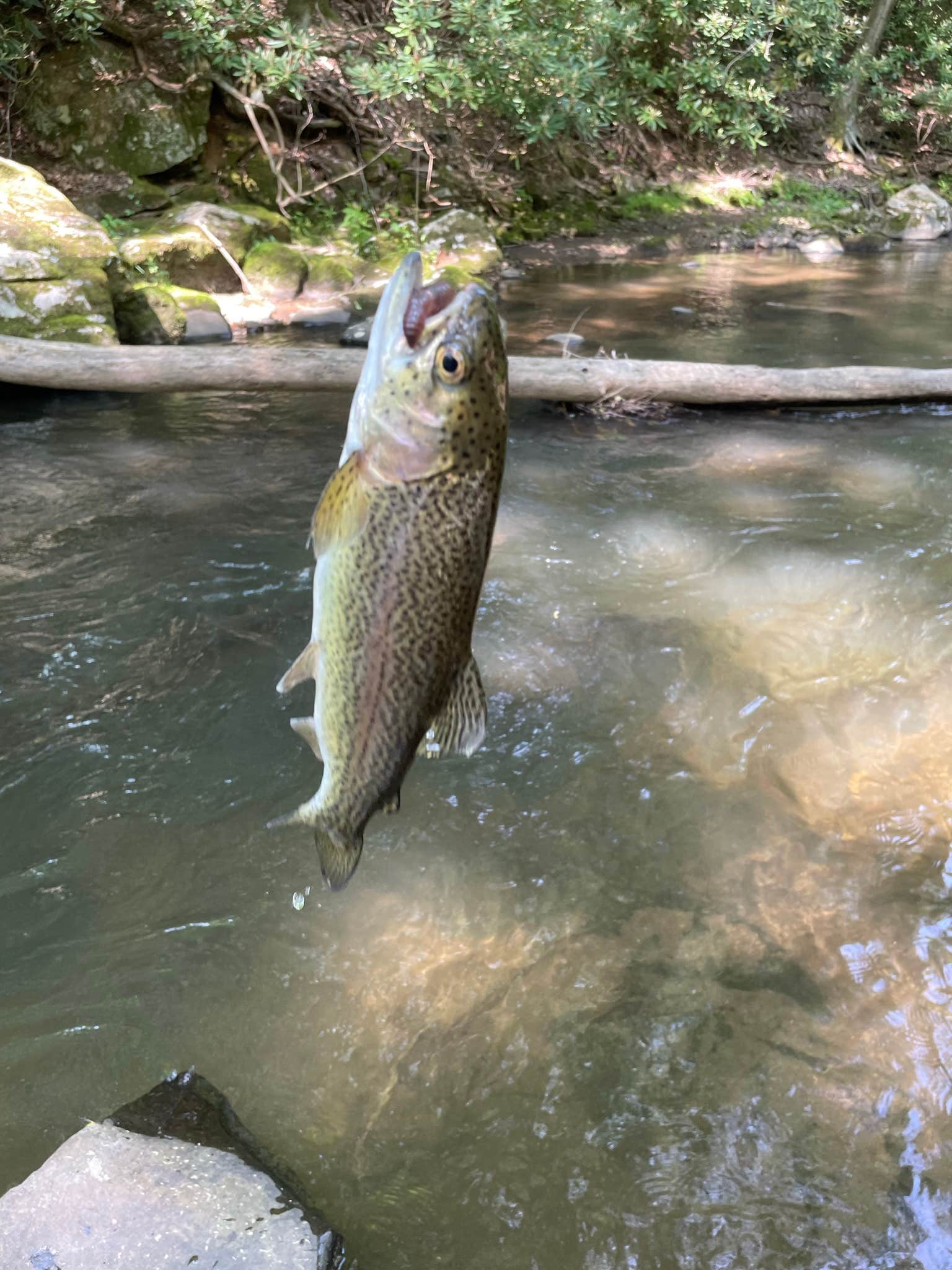Camper-submitted photo at Bear Creek Mountain Campground near Pisgah National Forest